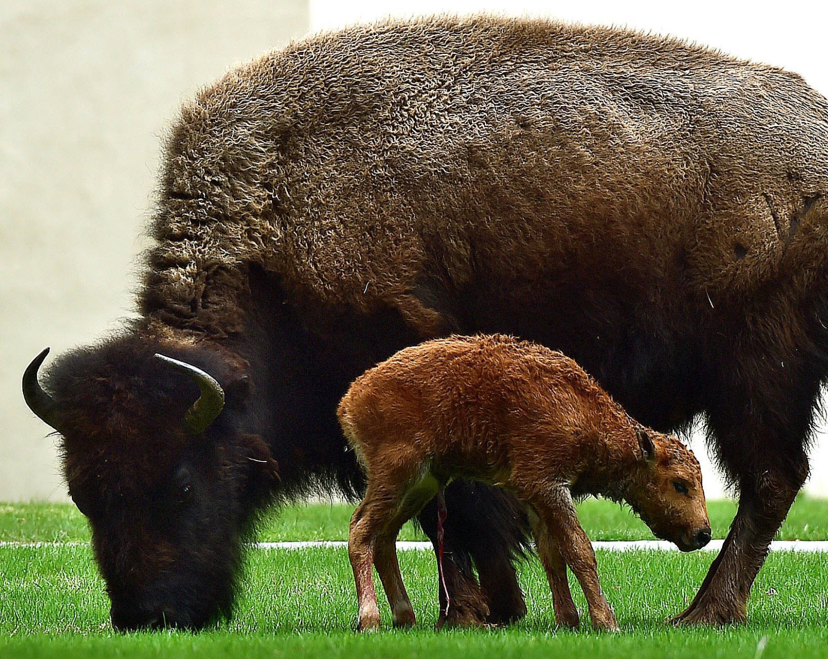 Spring in Yellowstone